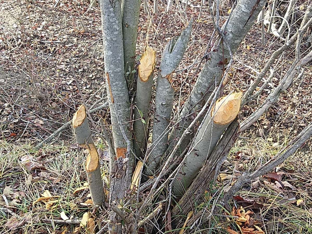 Sur la piste du castor ! Var&nbsp;(83)