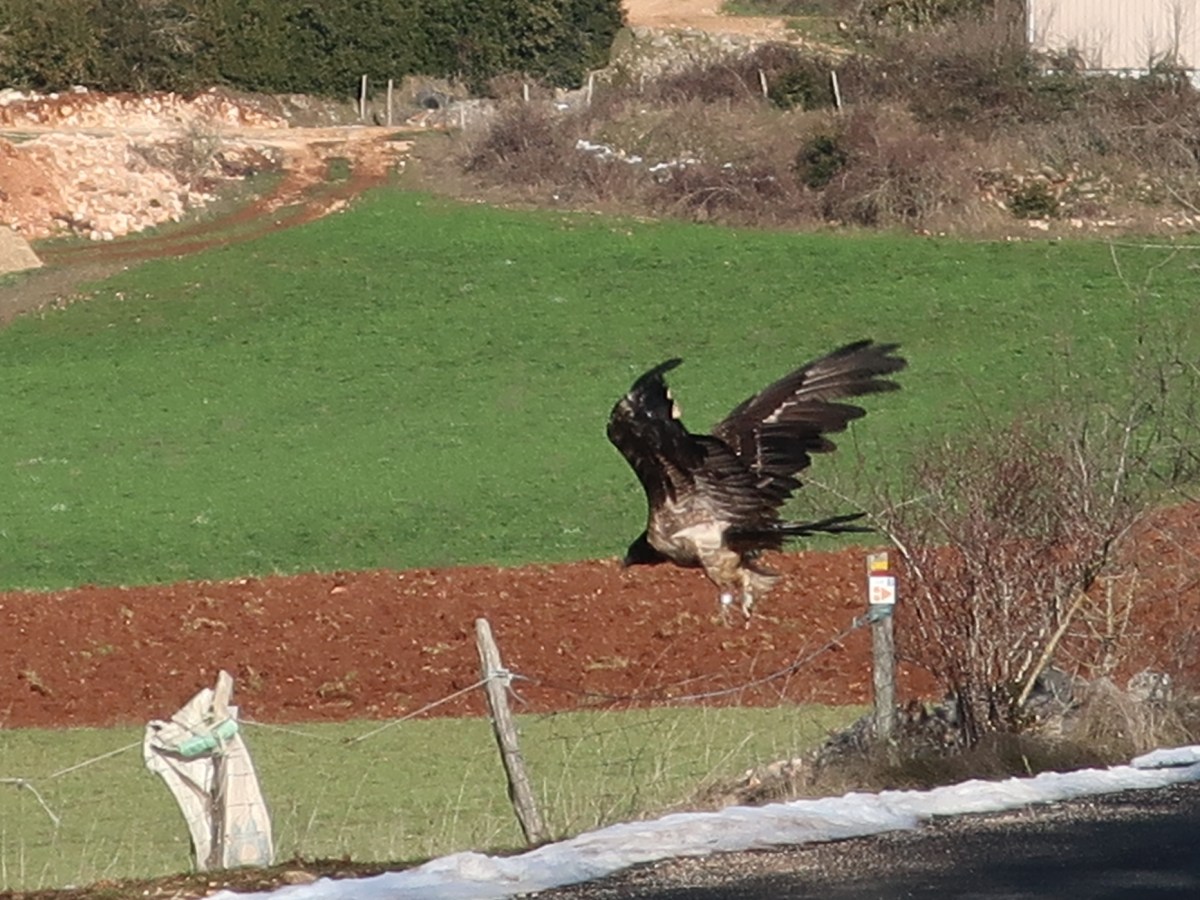 PermaFaune et le Gypaète barbu&nbsp;(48)