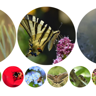 Pourquoi favoriser la présence des insectes&nbsp;?