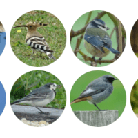 Pour Quels Oiseaux&nbsp;?