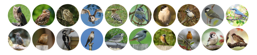 Pour Quels Oiseaux&nbsp;?