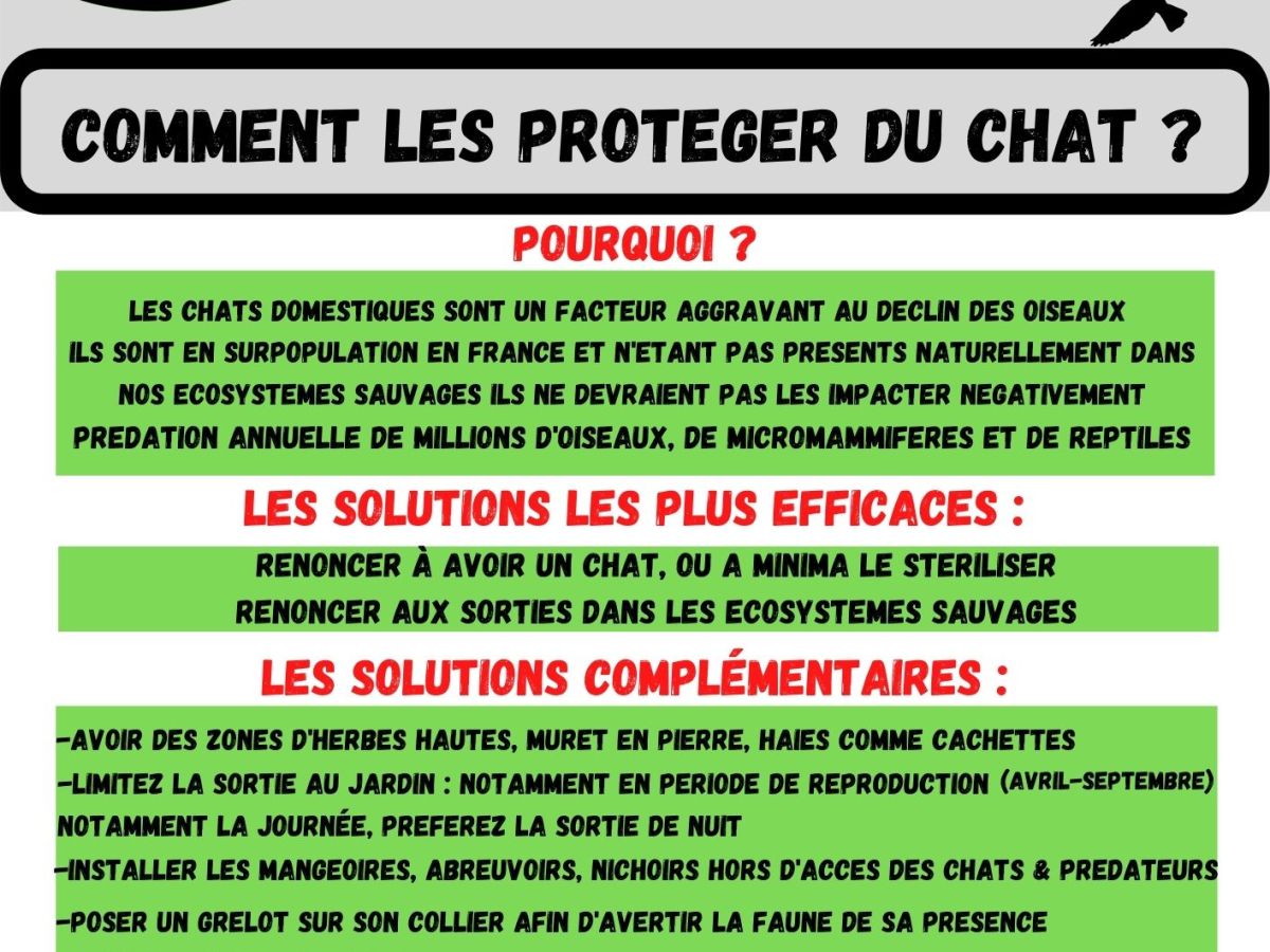 Comment limiter la prédation des chats&nbsp;?