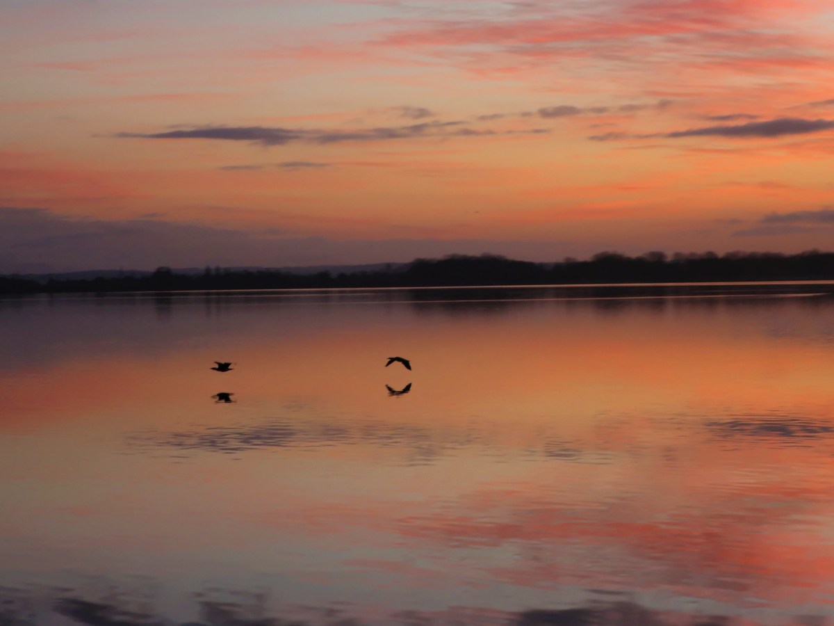Les oiseaux au Lac de la Madine&nbsp;(55)