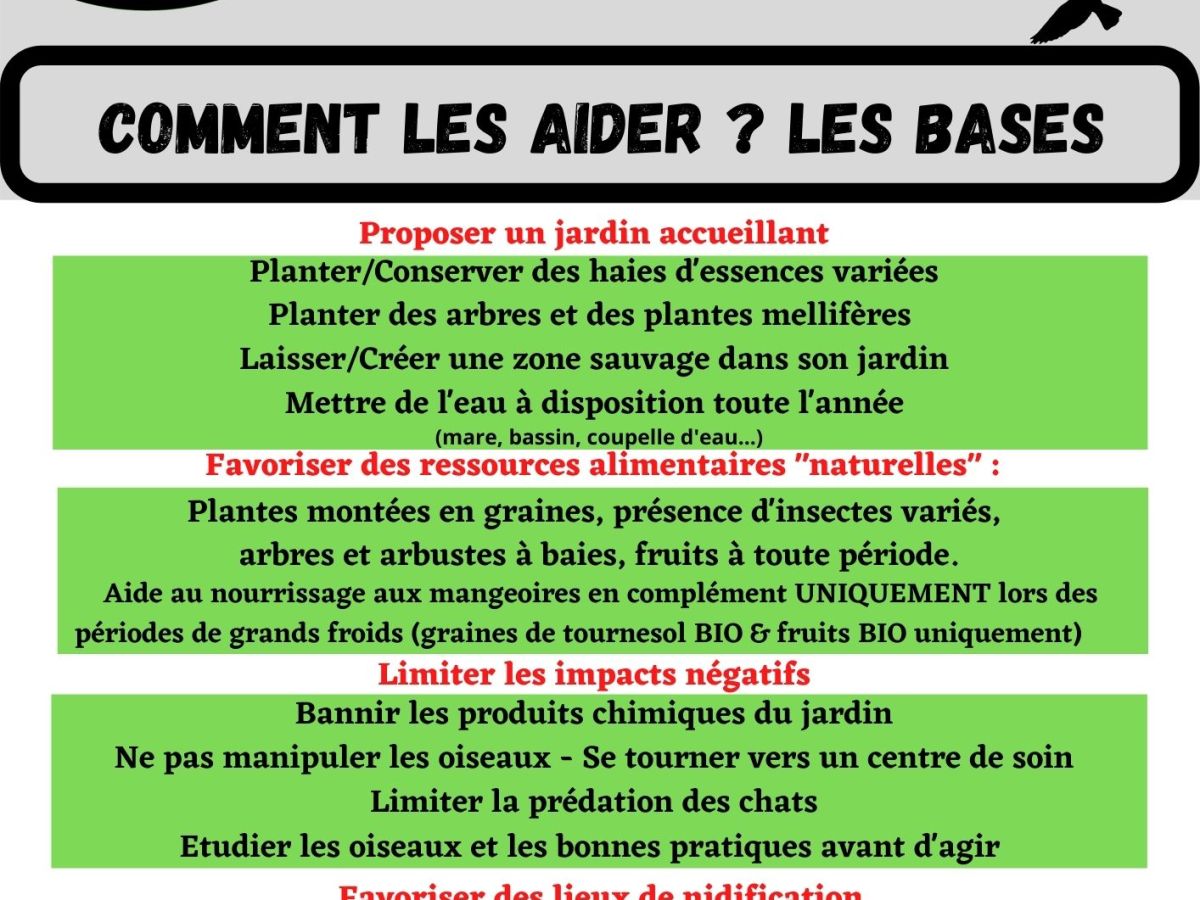 Comment aider les oiseaux du jardin&nbsp;?