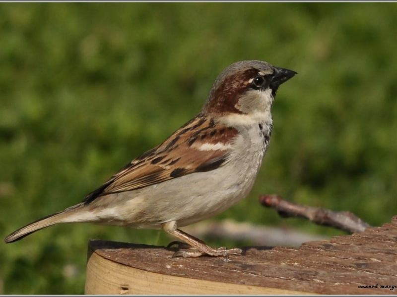 Plaidoyer pour les&nbsp;moineaux