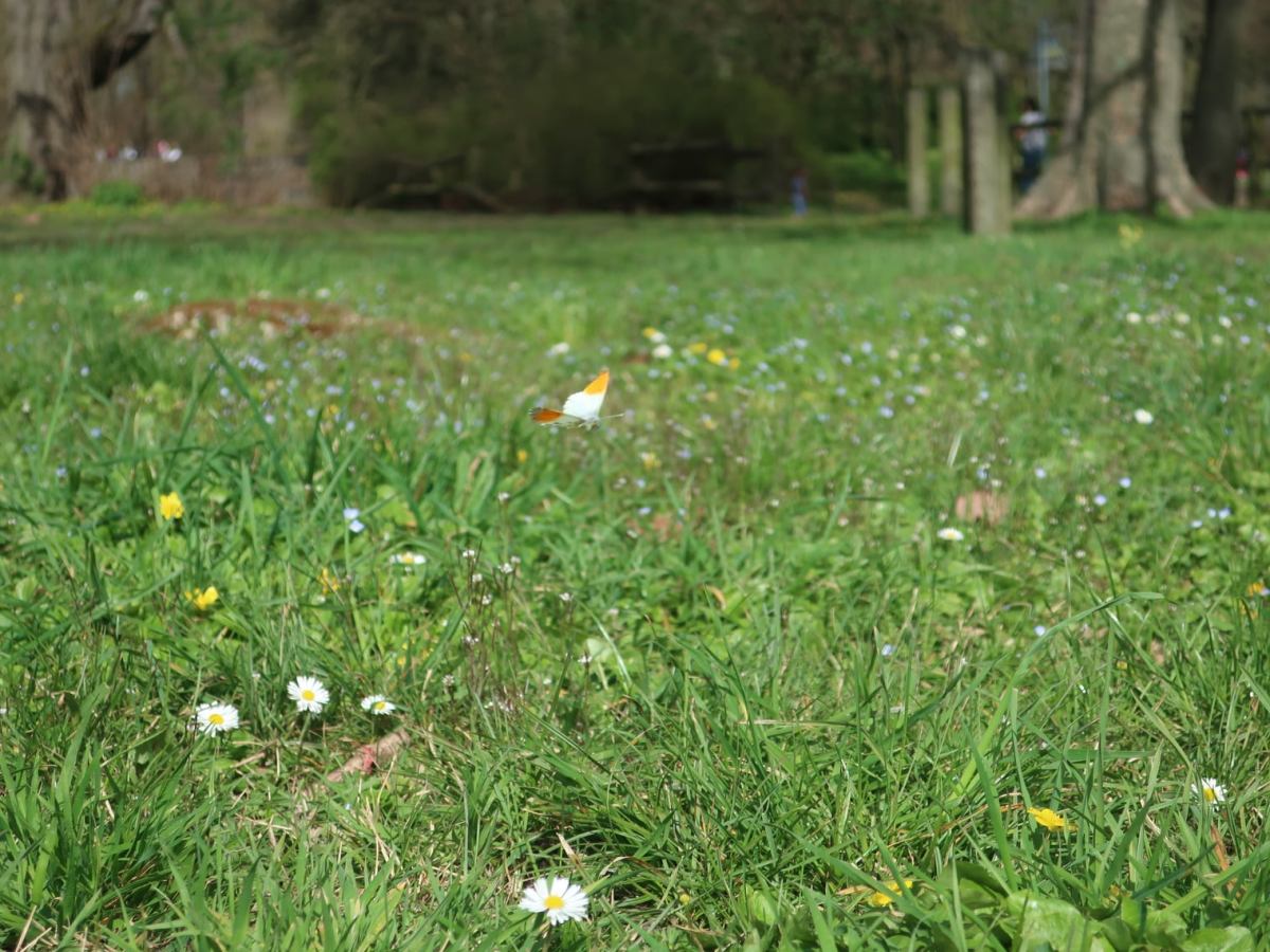 L&rsquo;aurore et la Cardamine des&nbsp;prés