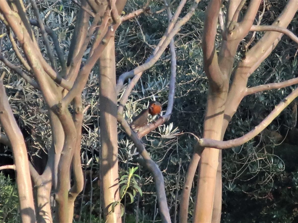 Séance d&rsquo;offrande chez le couple de Rouge gorge&nbsp;Familier