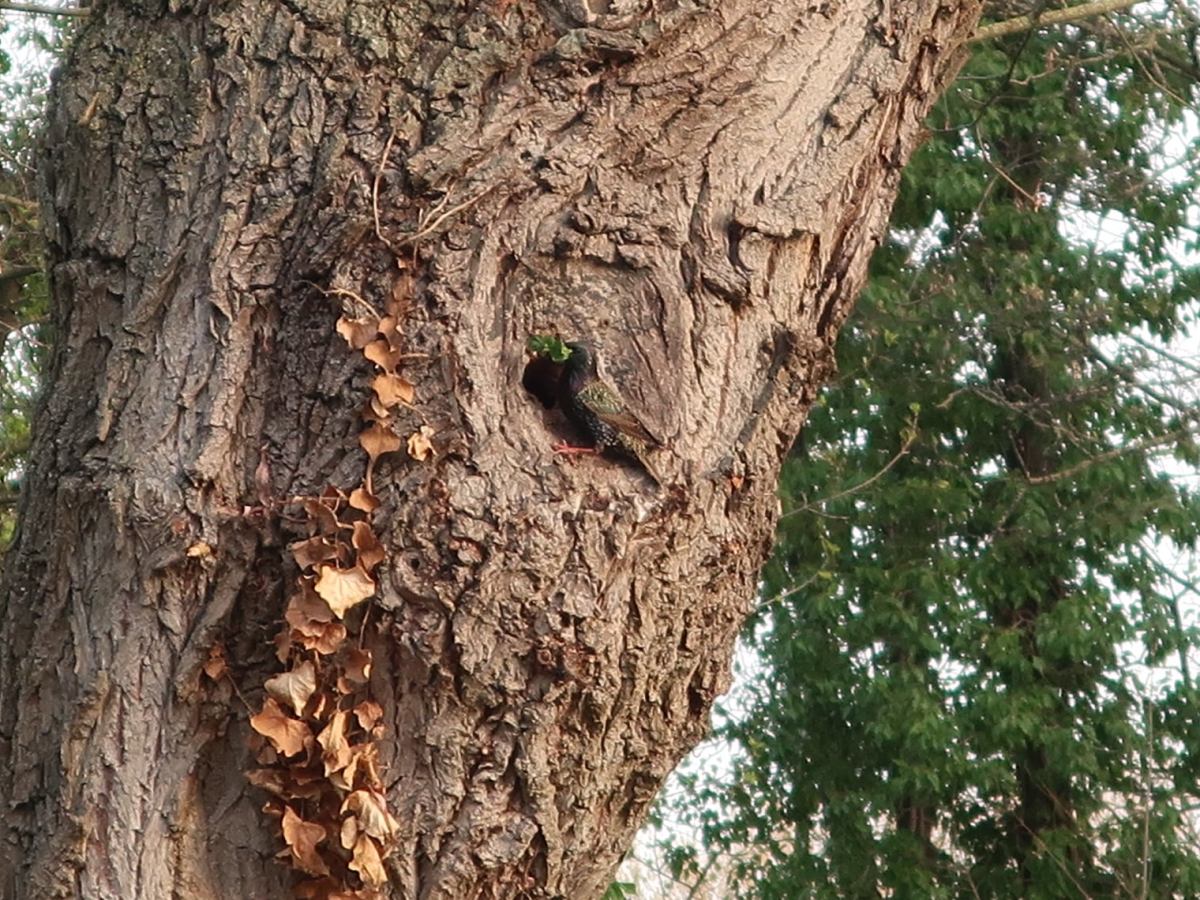 Parade nuptiale et construction du nid chez l&rsquo;étourneau sansonnet