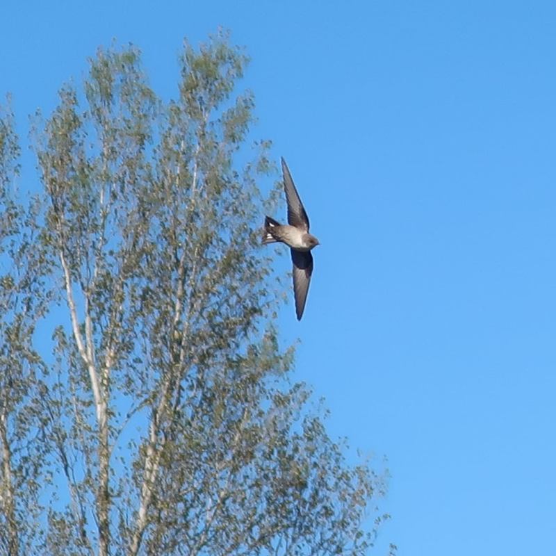 Les Hirondelles sont de retour, mais menacées&nbsp;!