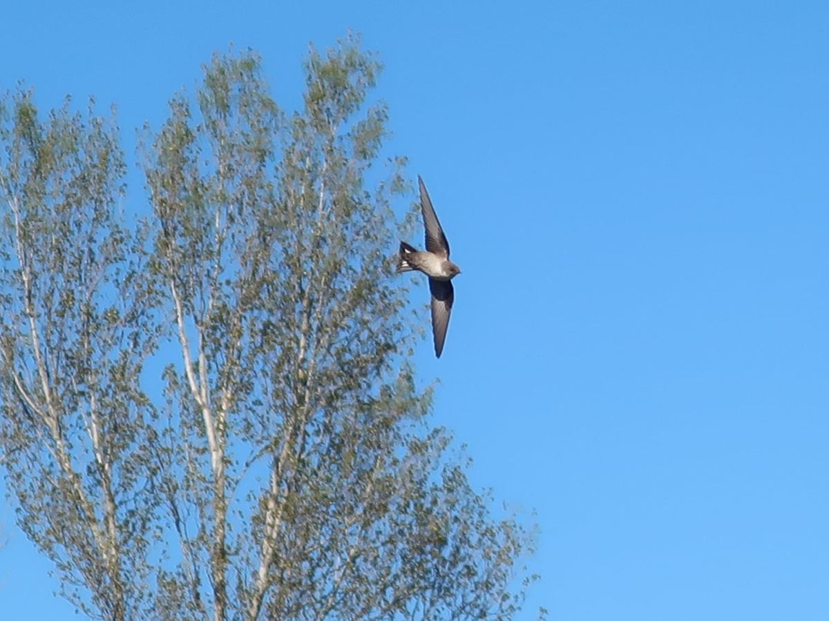 Les Hirondelles sont de retour, mais menacées&nbsp;!