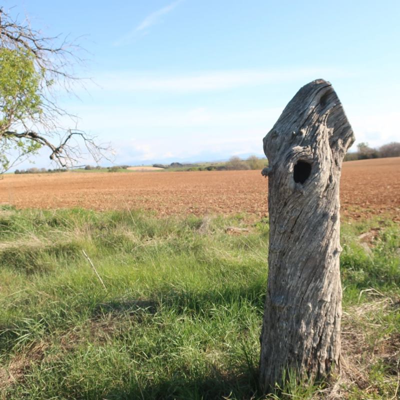 Les arbres morts : un paradis pour la&nbsp;biodiversité