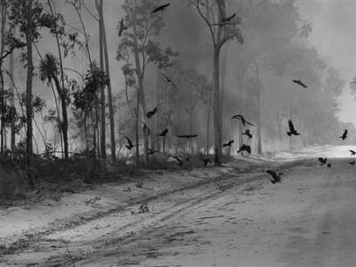 Des oiseaux qui propagent le feu&nbsp;!