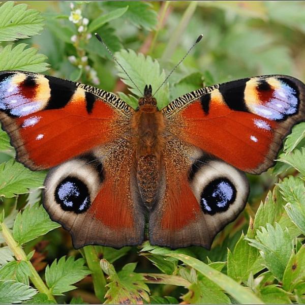 Comment accueillir les papillons au jardin&nbsp;?