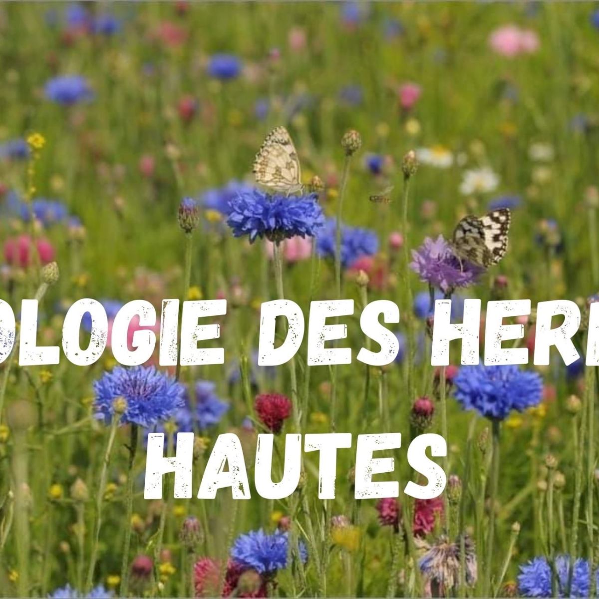 Apologie des herbes&nbsp;hautes
