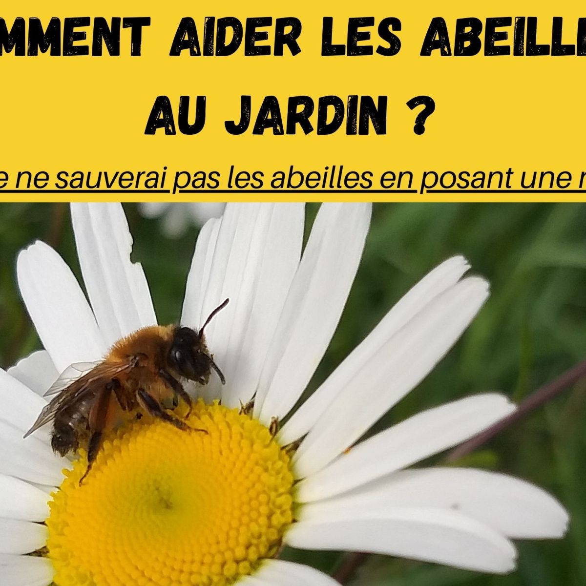 Comment aider les abeilles au jardin&nbsp;?