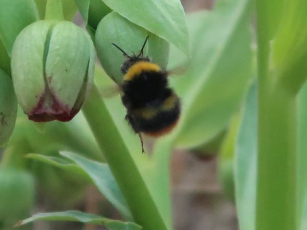 Une espèce indispensable pour cultiver vos fruits et&nbsp;légumes