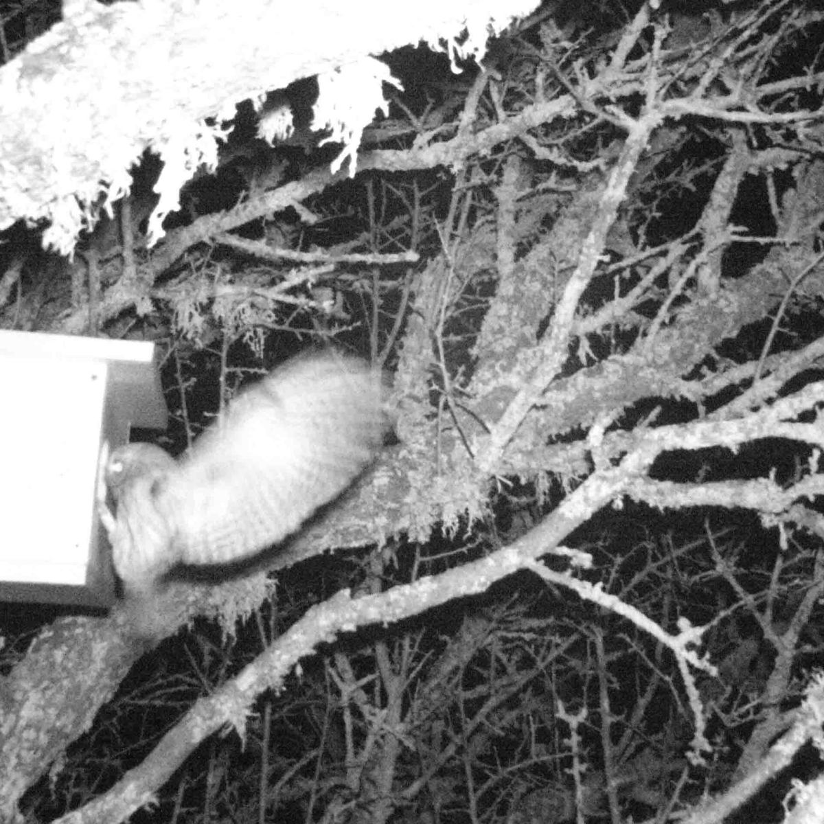 De belles nouvelles reçues de nos nichoirs à Chouette chevêche dans le 83&nbsp;!