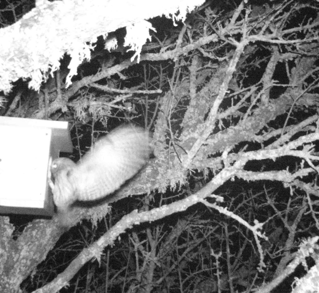 De belles nouvelles reçues de nos nichoirs à Chouette chevêche dans le 83&nbsp;!