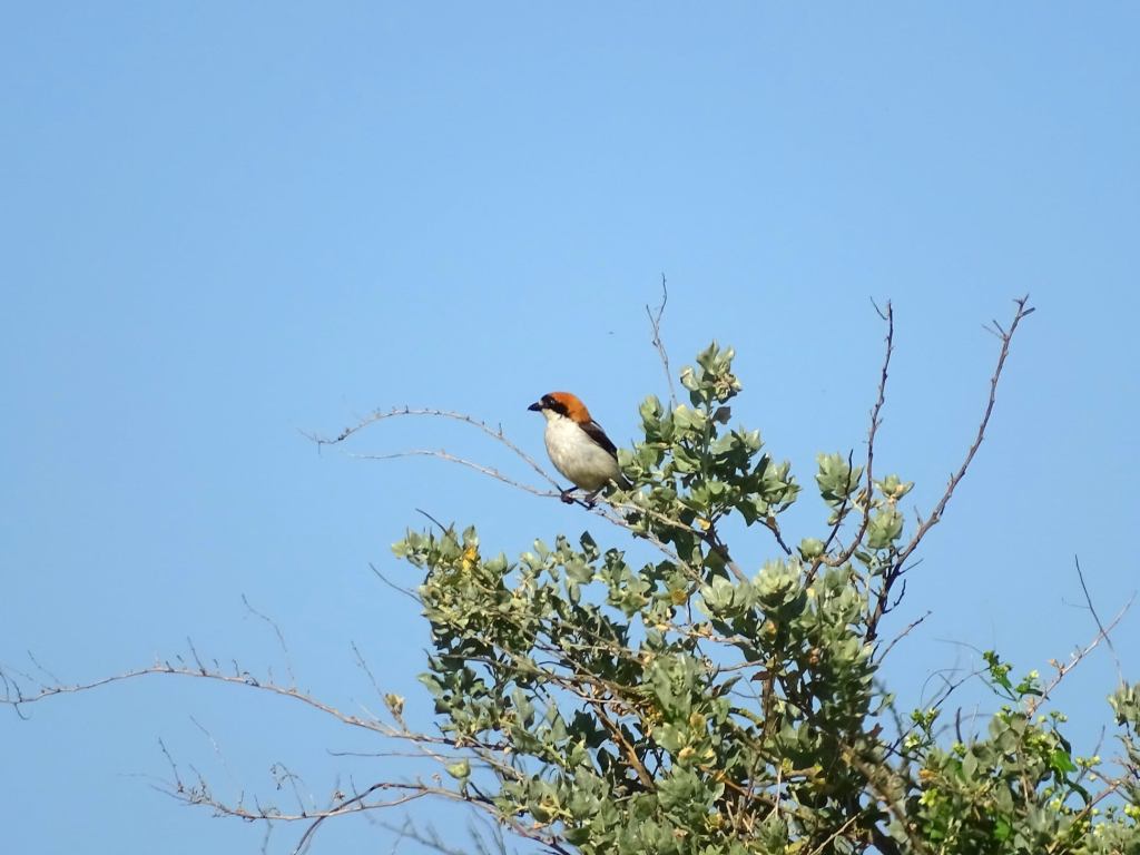 Rencontre avec la magnifique Pie Grièche à tête rousse