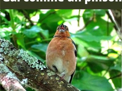 &laquo;&nbsp;Être gai comme un pinson&nbsp;&raquo;!