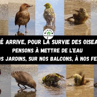 De l&rsquo;eau au jardin l&rsquo;été pour la faune&nbsp;sauvage