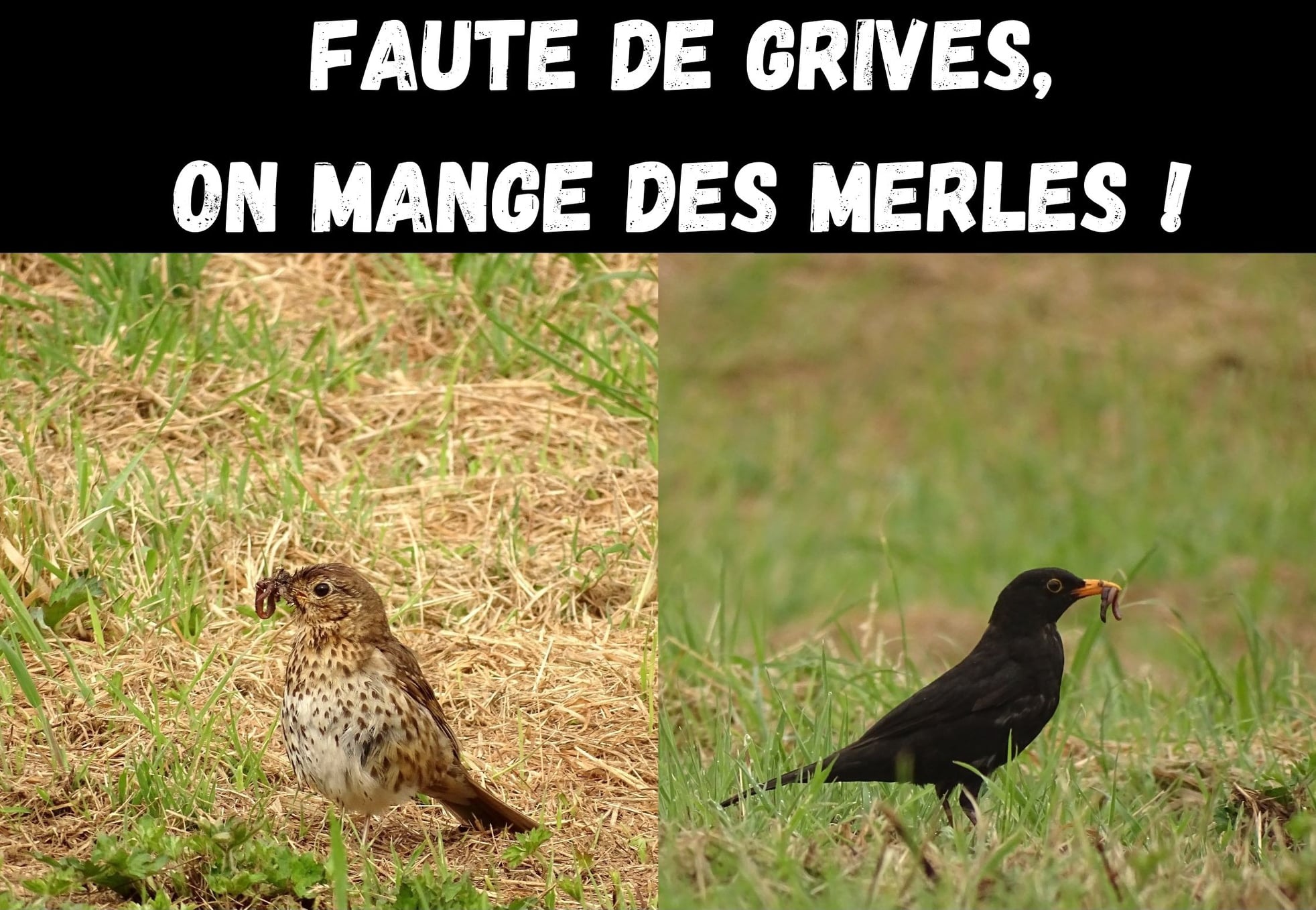 Merle's « Faute de Grives, on mange des Merles » – Permafaune