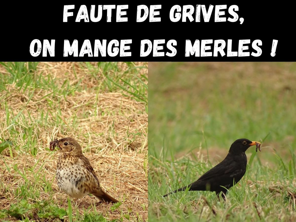 &laquo;&nbsp;Faute de Grives, on mange des Merles&nbsp;&raquo;