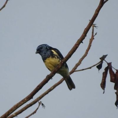 Voici le Calliste diable-enrhumé&nbsp;!