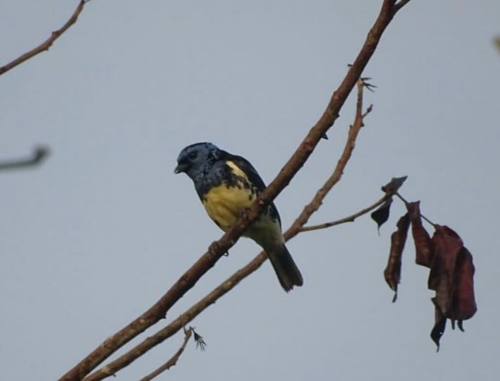 Voici le Calliste diable-enrhumé&nbsp;!