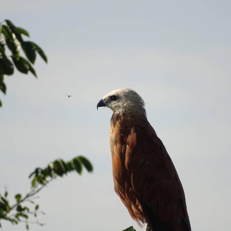 La buse à tête&nbsp;blanche