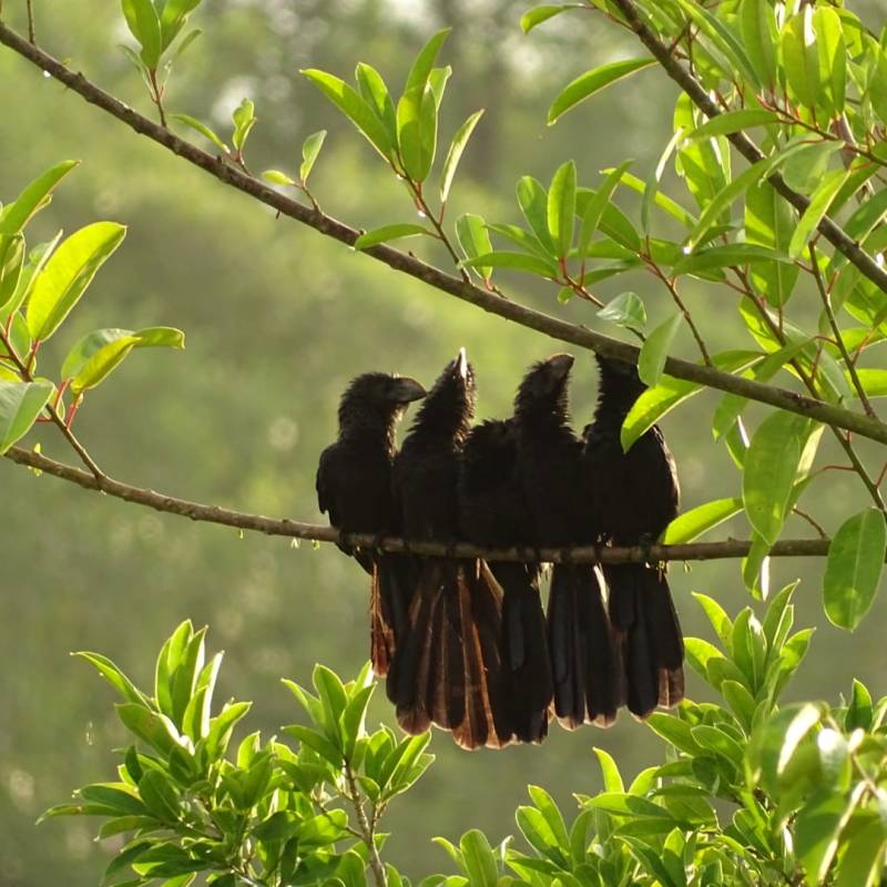 Les Ani à bec lisse adoptent des comportements de groupe étonnants&nbsp;!