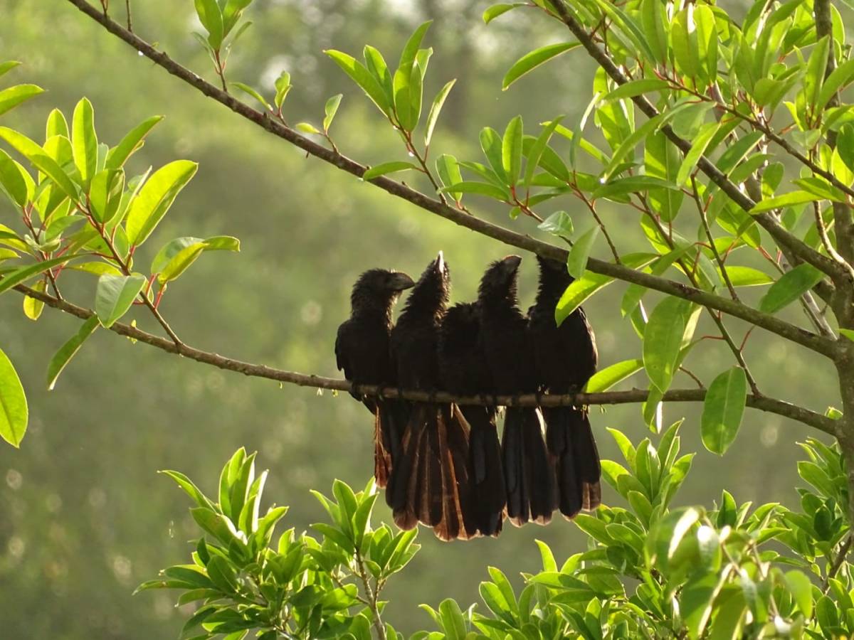 Les Ani à bec lisse adoptent des comportements de groupe étonnants&nbsp;!
