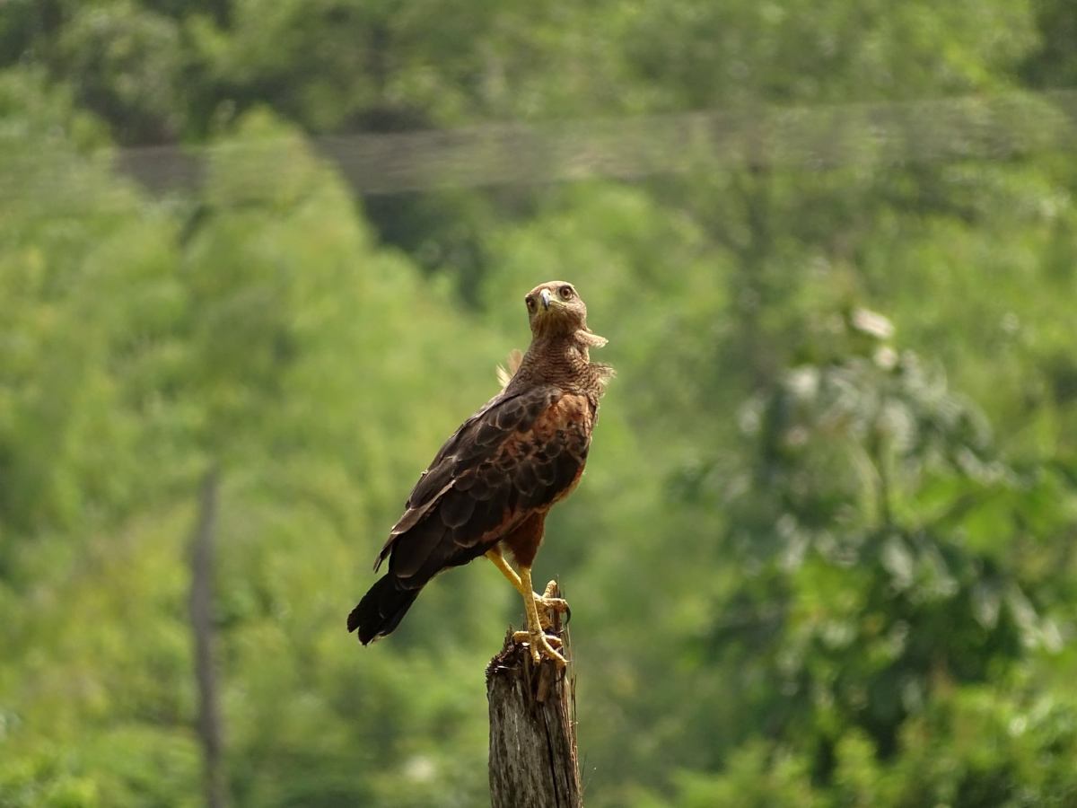 La buse roussâtre sur son poteau de&nbsp;chasse