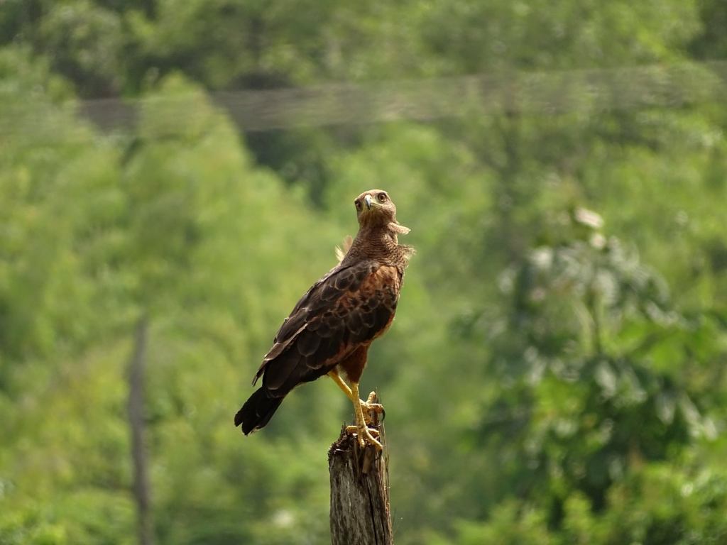 La buse roussâtre sur son poteau de chasse