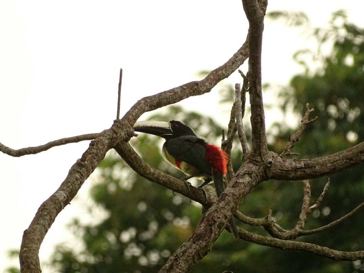 Dans la famille Toucan je voudrais l&rsquo;Araçari&nbsp;Grigri