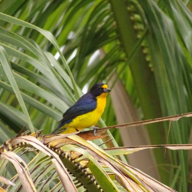 L&rsquo;organiste teïté !