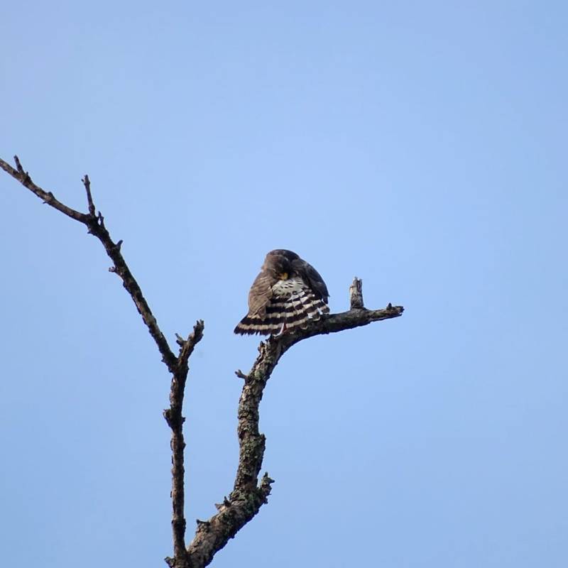 Lissage de plumes pour la Buse à gros&nbsp;Bec