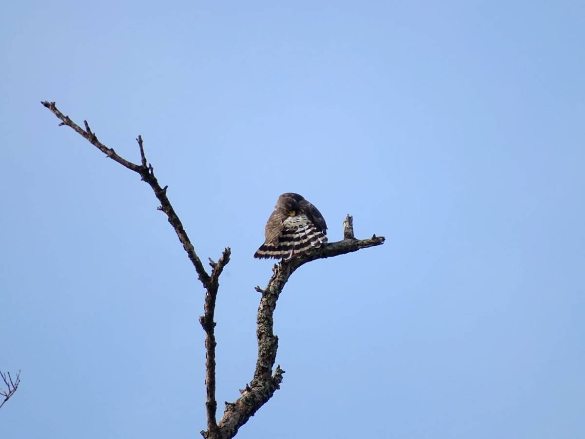 Lissage de plumes pour la Buse à gros&nbsp;Bec