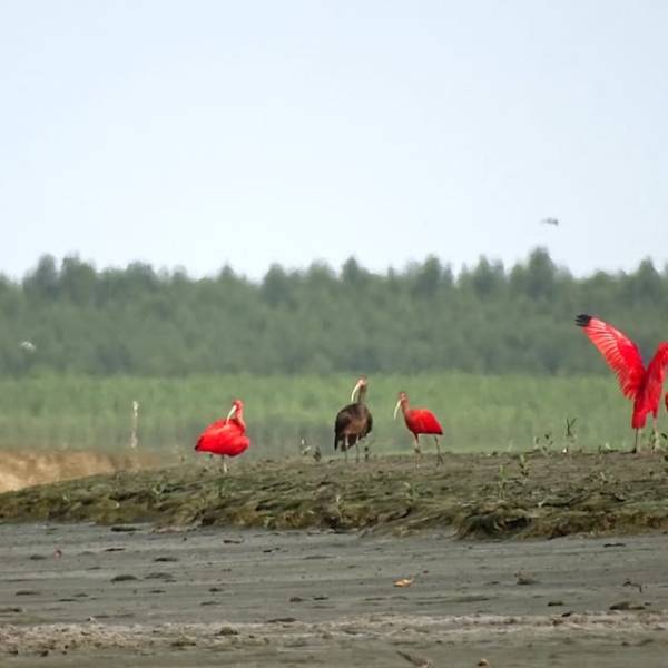 Les estuaires et leurs&nbsp;surprises