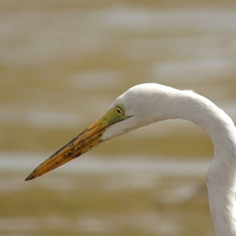 La grande aigrette, prête à&nbsp;sévir