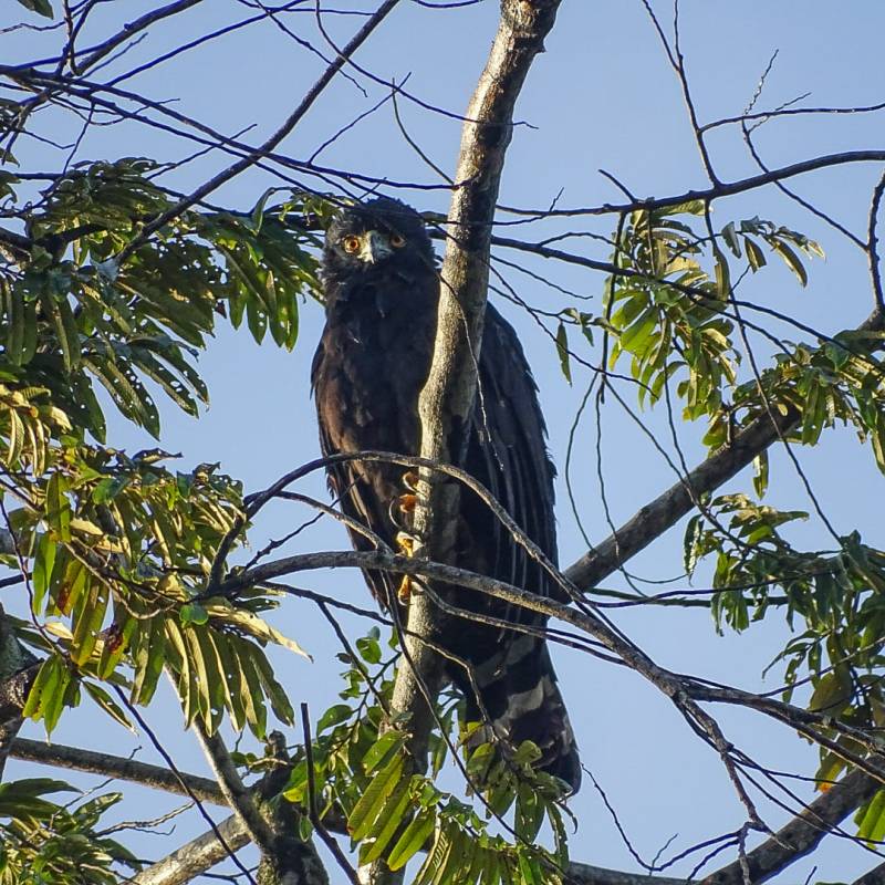 Recit d&rsquo;une rencontre exceptionnelle avec une des majestés des forêts guyanaises&nbsp;: