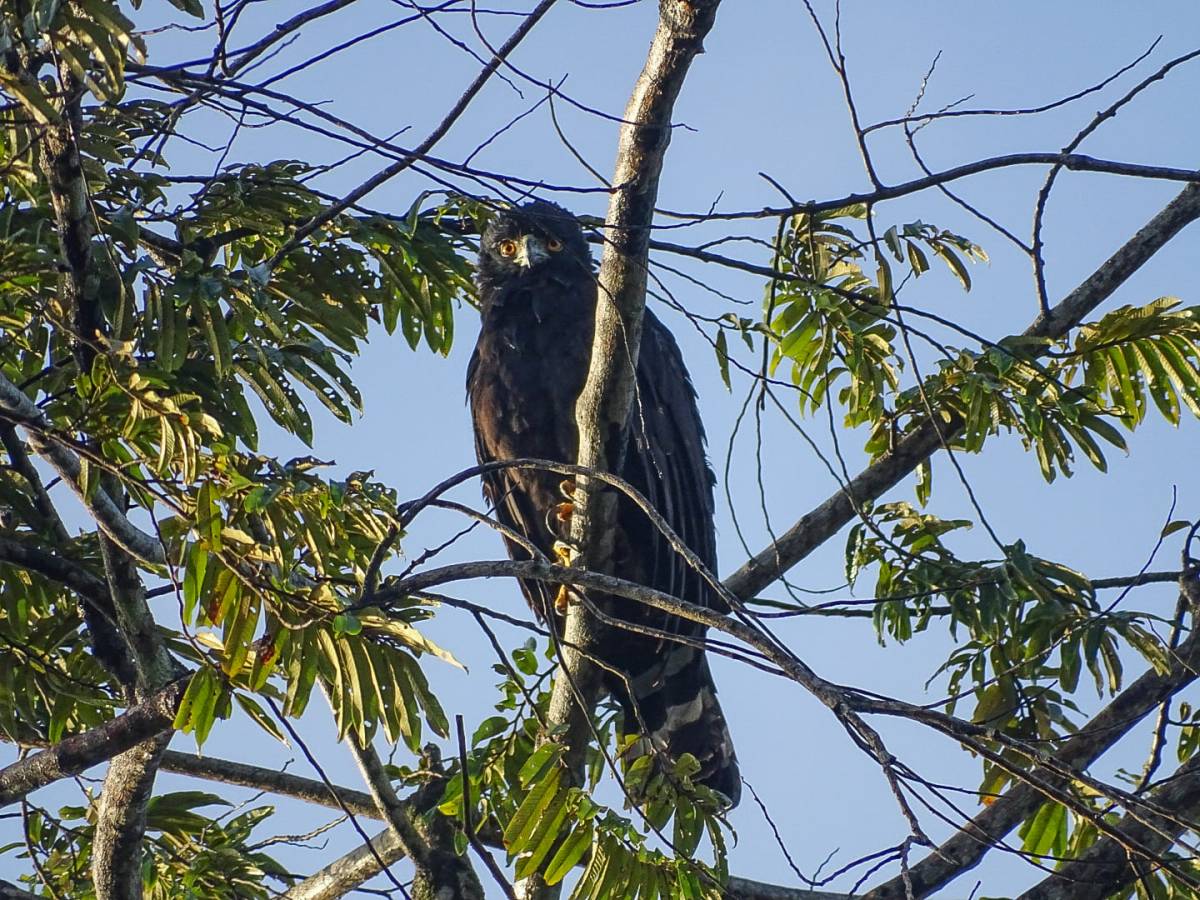 Recit d&rsquo;une rencontre exceptionnelle avec une des majestés des forêts guyanaises&nbsp;:
