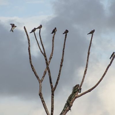 La cohabitation entre l&rsquo;iguane vert et les Hirondelles&nbsp;tapère