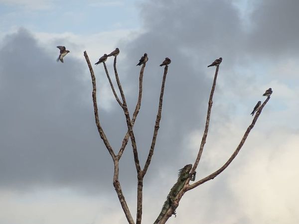 La cohabitation entre l&rsquo;iguane vert et les Hirondelles&nbsp;tapère