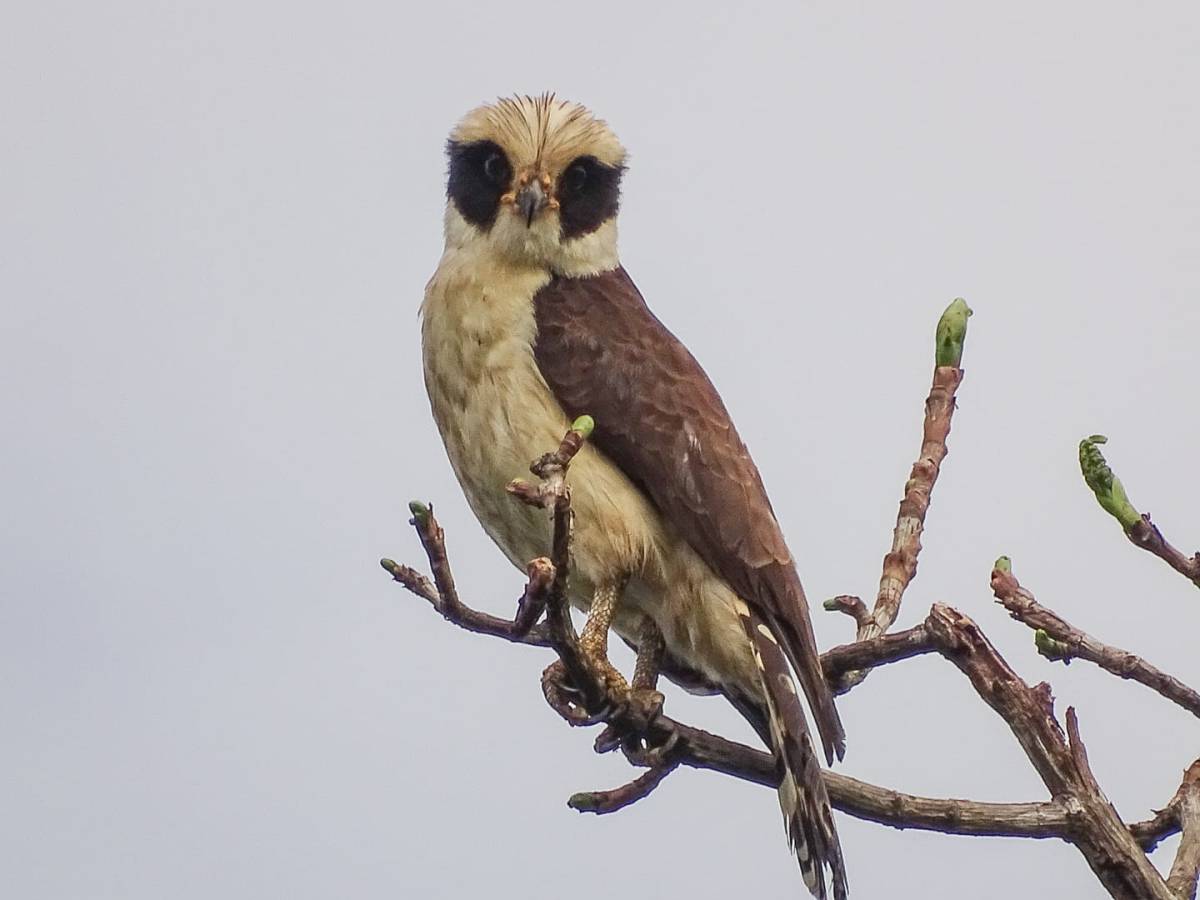 Rencontre avec le Macagua rieur&nbsp;!