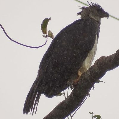 Rencontre avec le plus puissant prédateur ailé des forêts tropicales humides américaines&nbsp;!