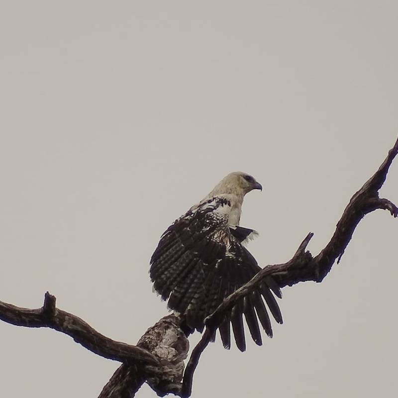 La belle buse blanche en préparation matinale de son&nbsp;plumage