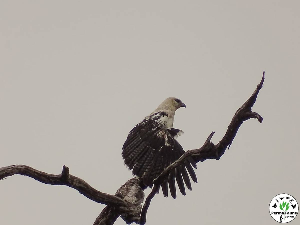 La belle buse blanche en préparation matinale de son&nbsp;plumage