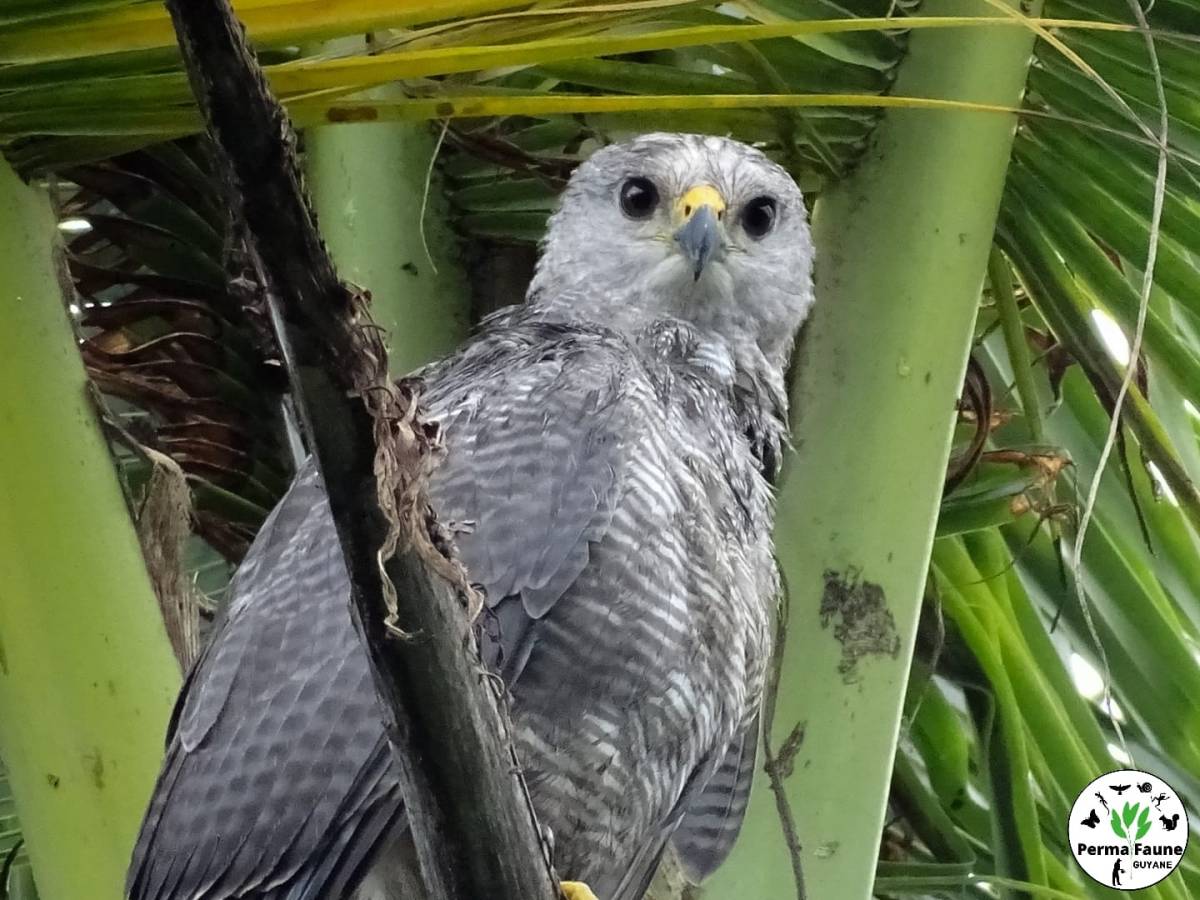 Face à face matinal avec la Buse&nbsp;cendrée