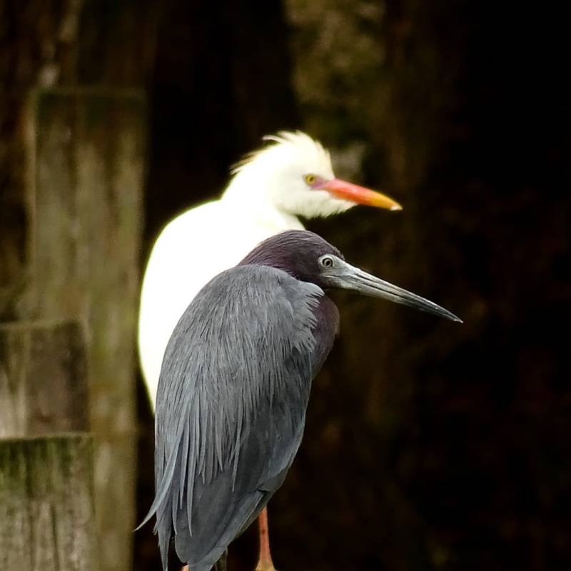 Séance de photos synchronisées pendant une sortie&nbsp;nature